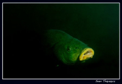 A tench showing up by Sven Tramaux 